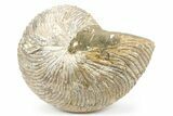 Fossil Nautilus (Cymatoceras) - Madagascar #241032-1